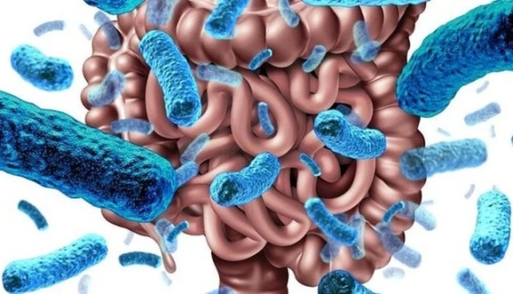 Tiềm Năng Cá Nhân Hóa Dinh Dưỡng: Phân Tích Hợp Tác Chiến Lược Của Amway và HEM Pharma Trong Nghiên Cứu Hệ Vi Sinh Đường Ruột (Microbiome)