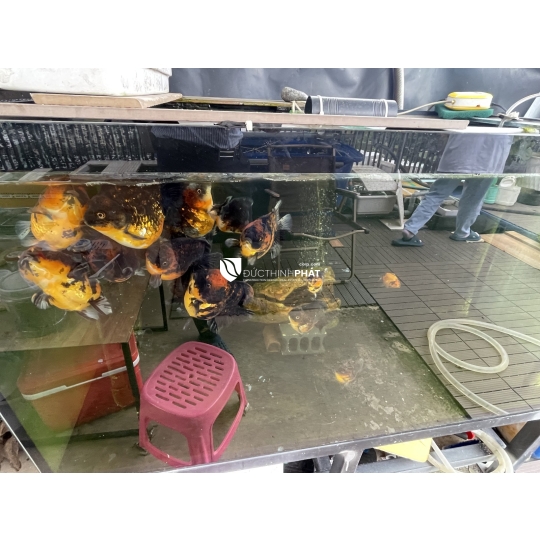 Cơ Hội Sở Hữu Mặt Tiền Đường Số 1 – Tân Kiểng, Quận 7 – 10 Phòng CHDV, Giá Bán Cực Hấp Dẫn